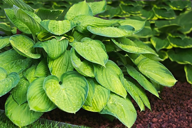 Hostas in partial shade garden