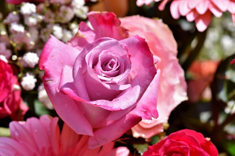 Roses in full sun garden