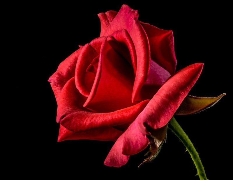 Rose Plant